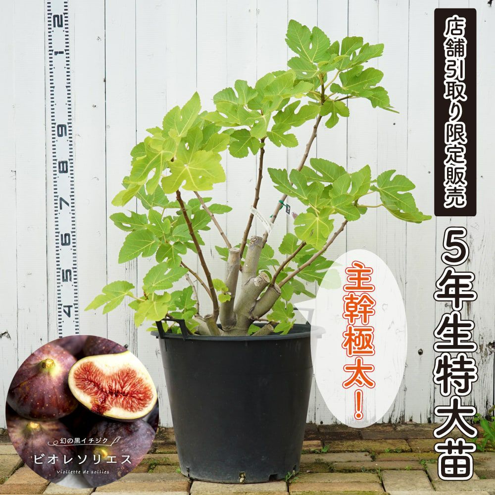 000000091351-01.jpg?size=l&w=