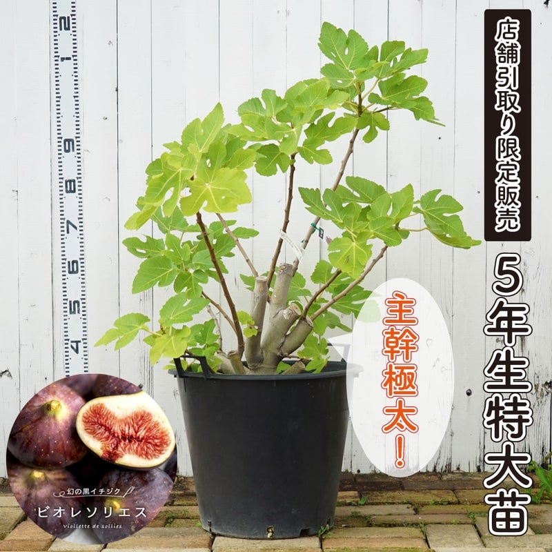 イチジク 秋果専用種 ビオレソリエス 苗 植え方 苗木部 By 花ひろば 