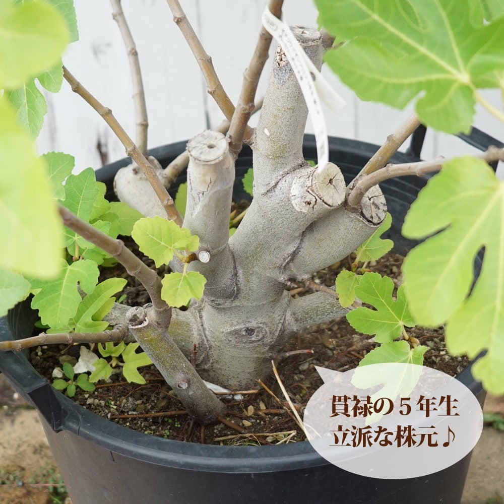 000000091351-03.jpg?size=l&w=