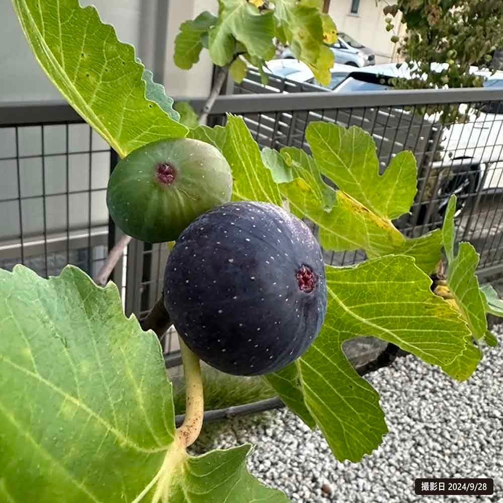 000000091351-05.jpg?size=l&w=