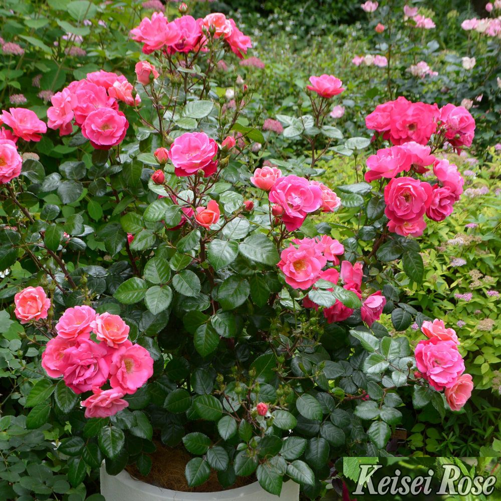 000000091471-03.jpg?size=l&w=