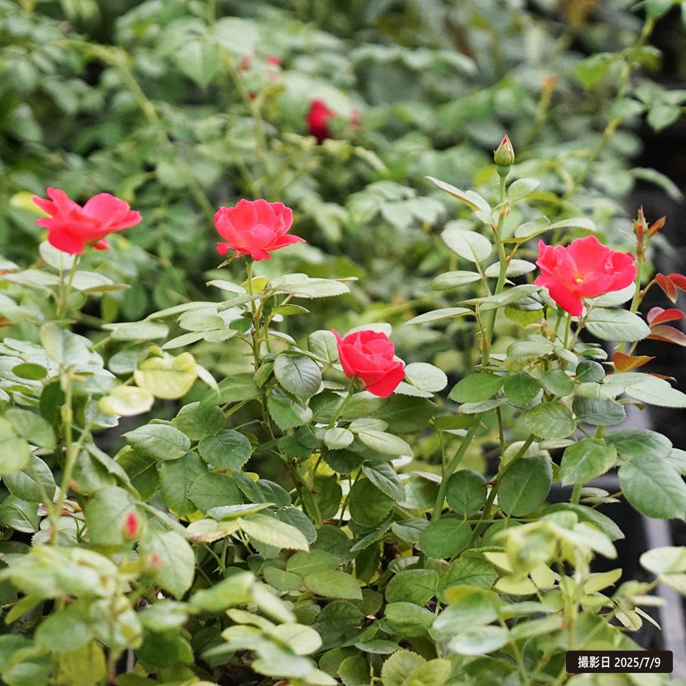 000000091471-07.jpg?size=l&w=