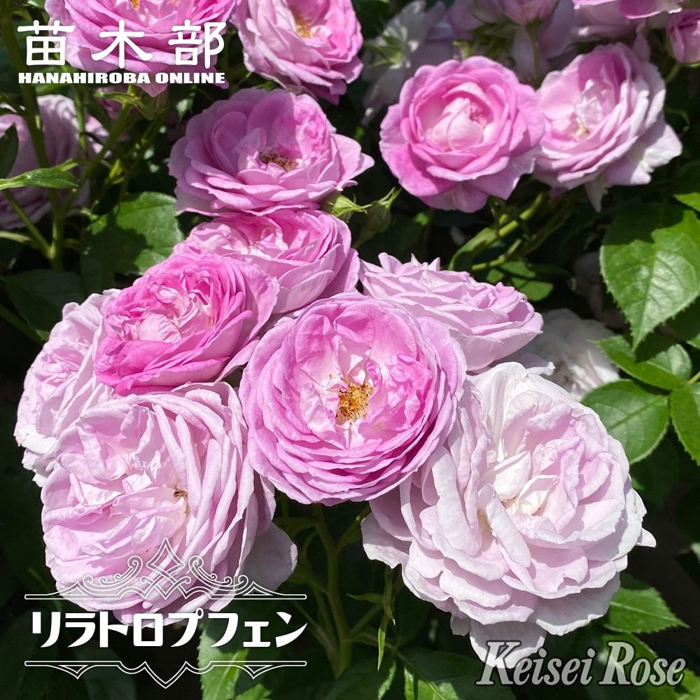 芍薬 西洋シャクヤク レッドサラベルナール 苗 販売 苗木部 By 花