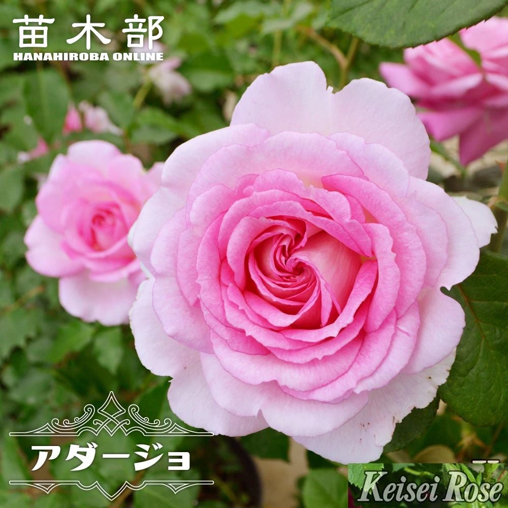 アダルティー 薔薇 000000091473-01.jpg?size=l&w=