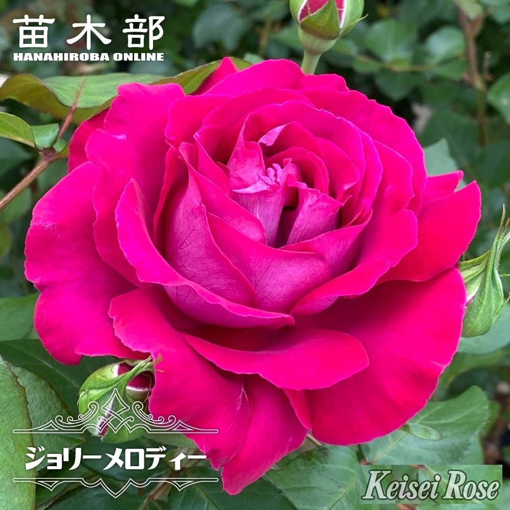 バラ ディジリー HT ハイブリッドティーの通販 苗木部 By 花ひろば