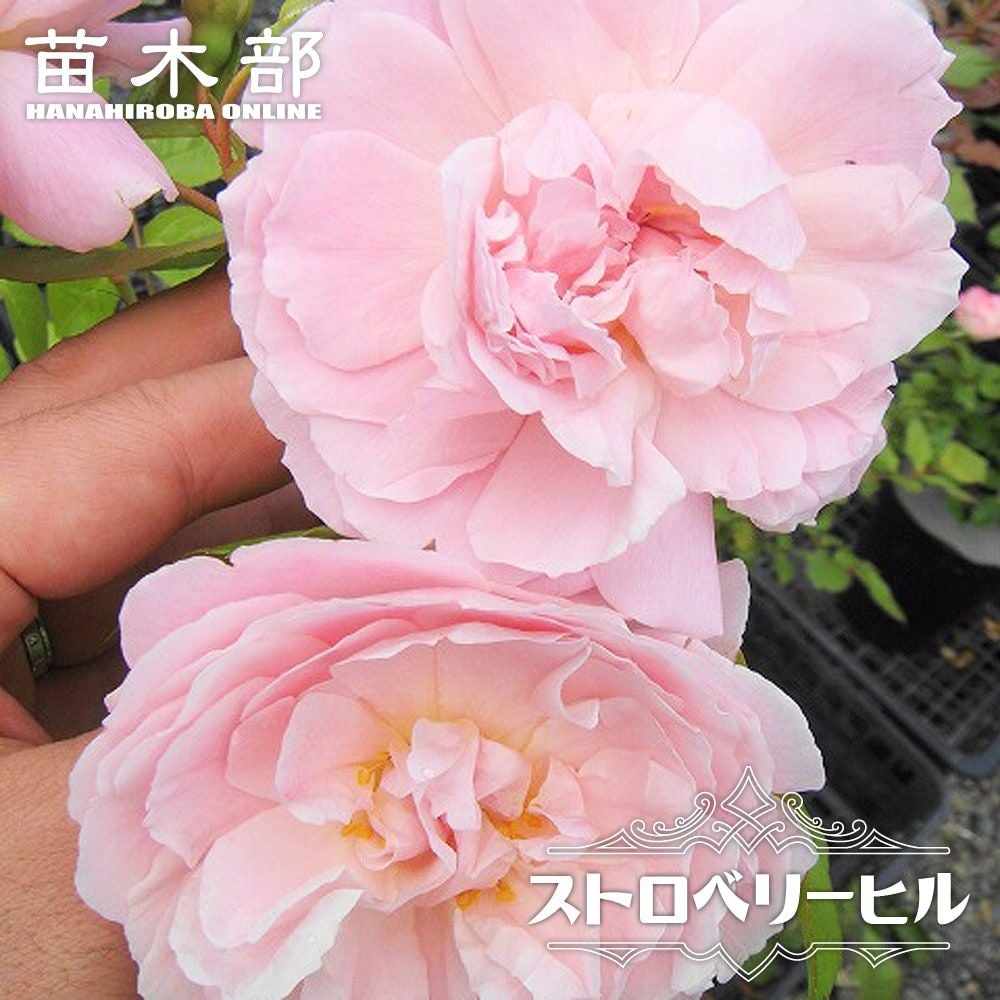 000000091477-01.jpg?size=l&w=