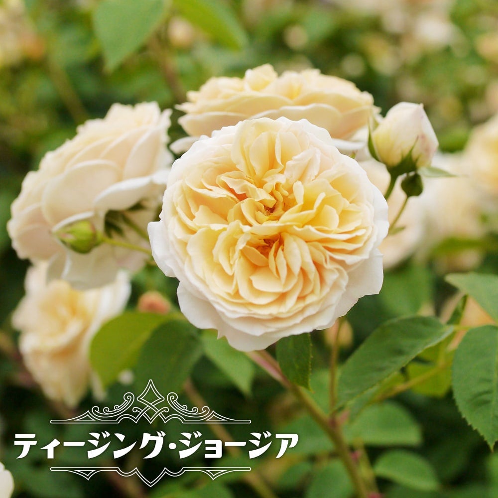 バラ ティージングジョージア S シュラブ （半つるバラ） 苗 通販 苗木部
