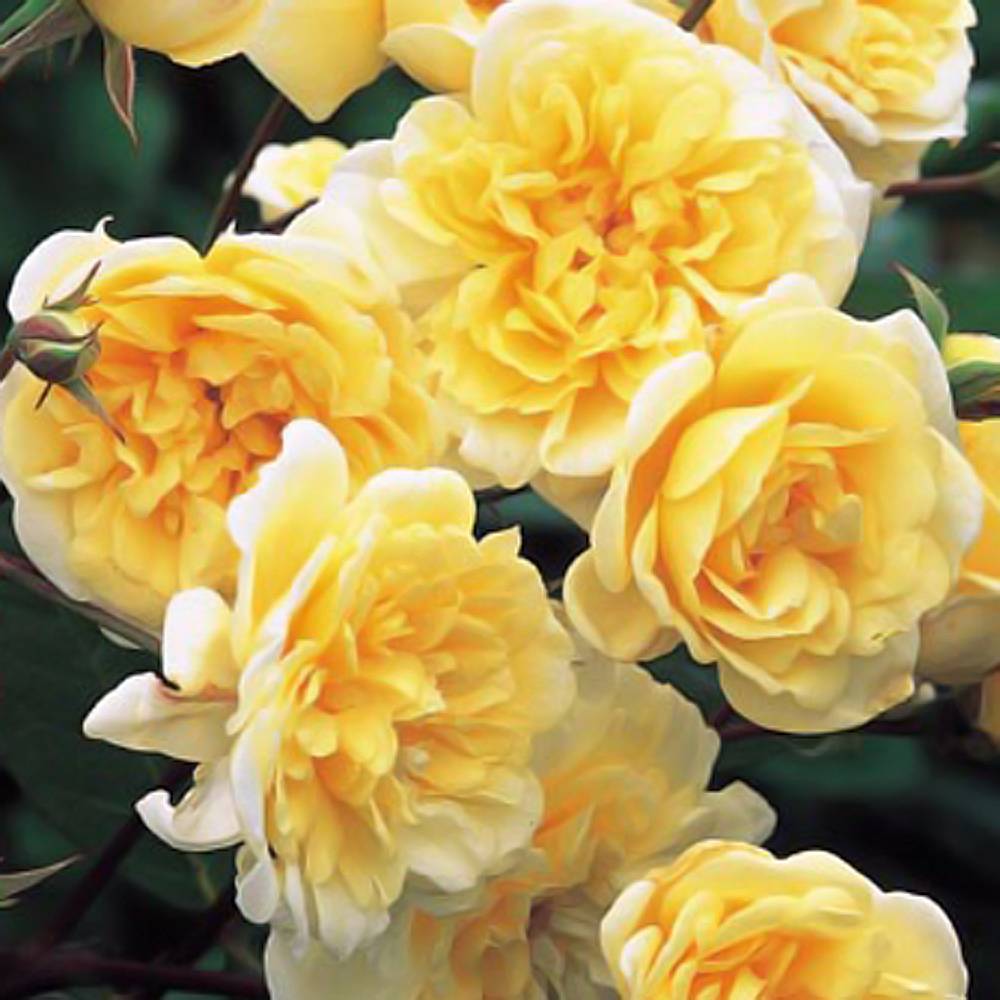 000000091479-04.jpg?size=l&w=