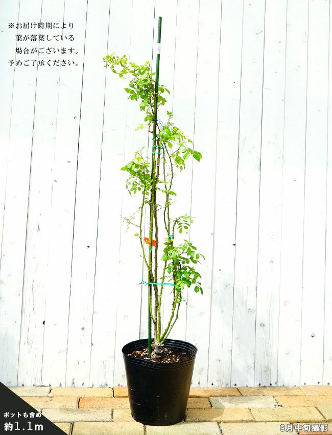 000000091481-02.jpg?size=l&w=