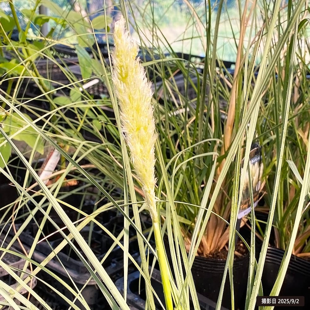 パンパスグラス タイニーパンパの通販 苗木部 By 花ひろばオンライン