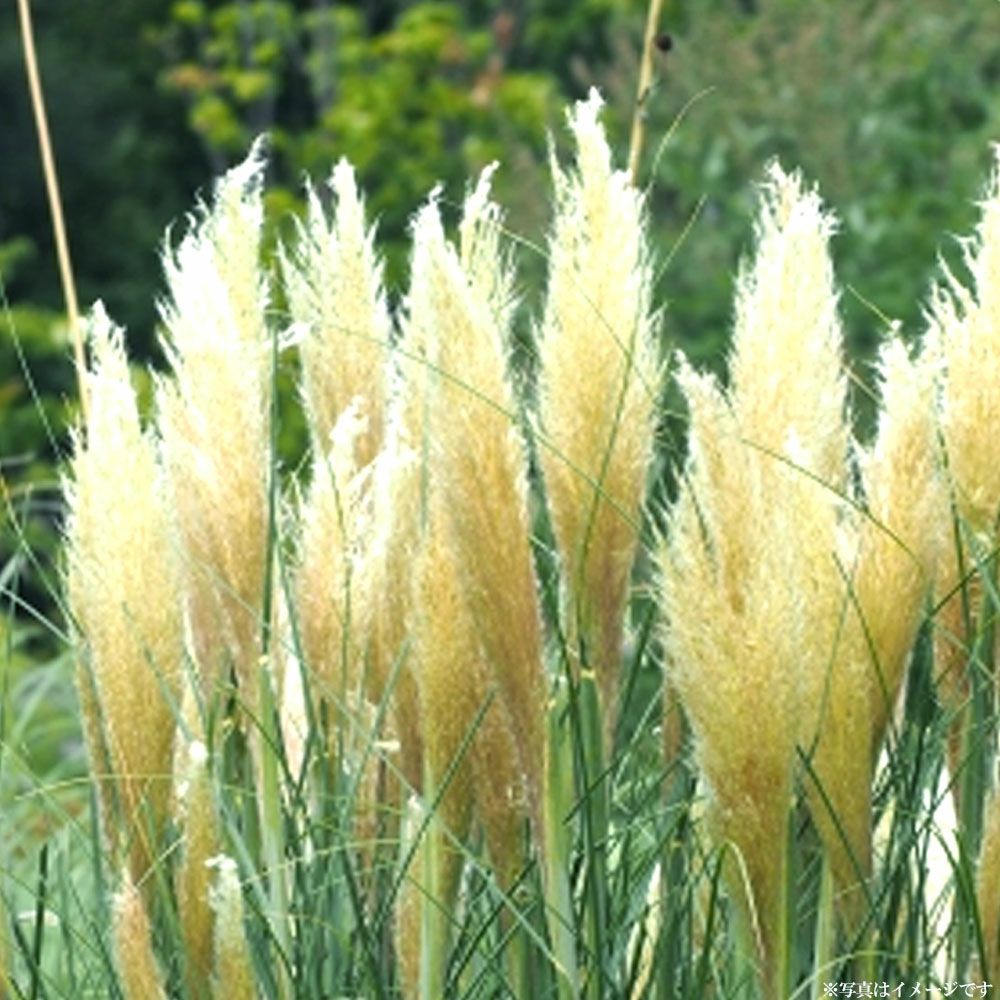 パンパスグラス タイニーパンパの通販 苗木部 By 花ひろばオンライン