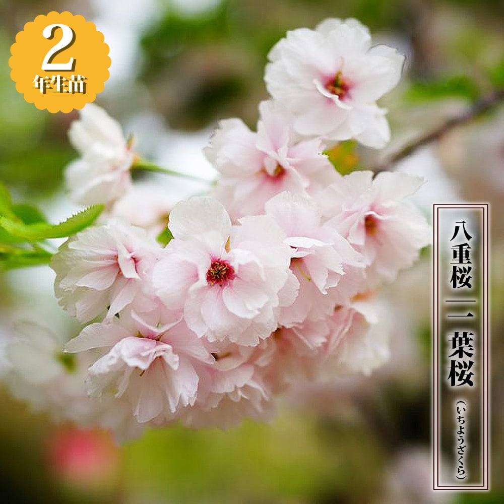 000000091492-01.jpg?size=l&w=