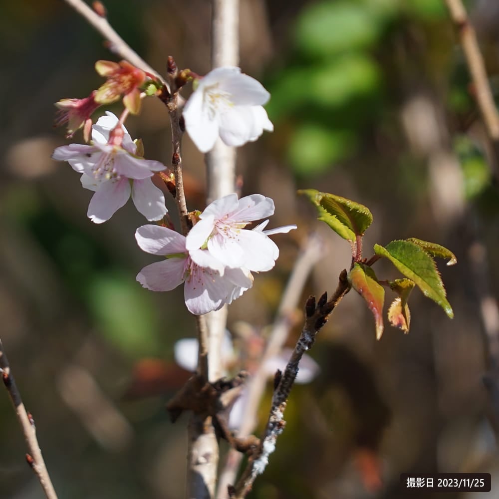 000000091493-02.jpg?size=l&w=