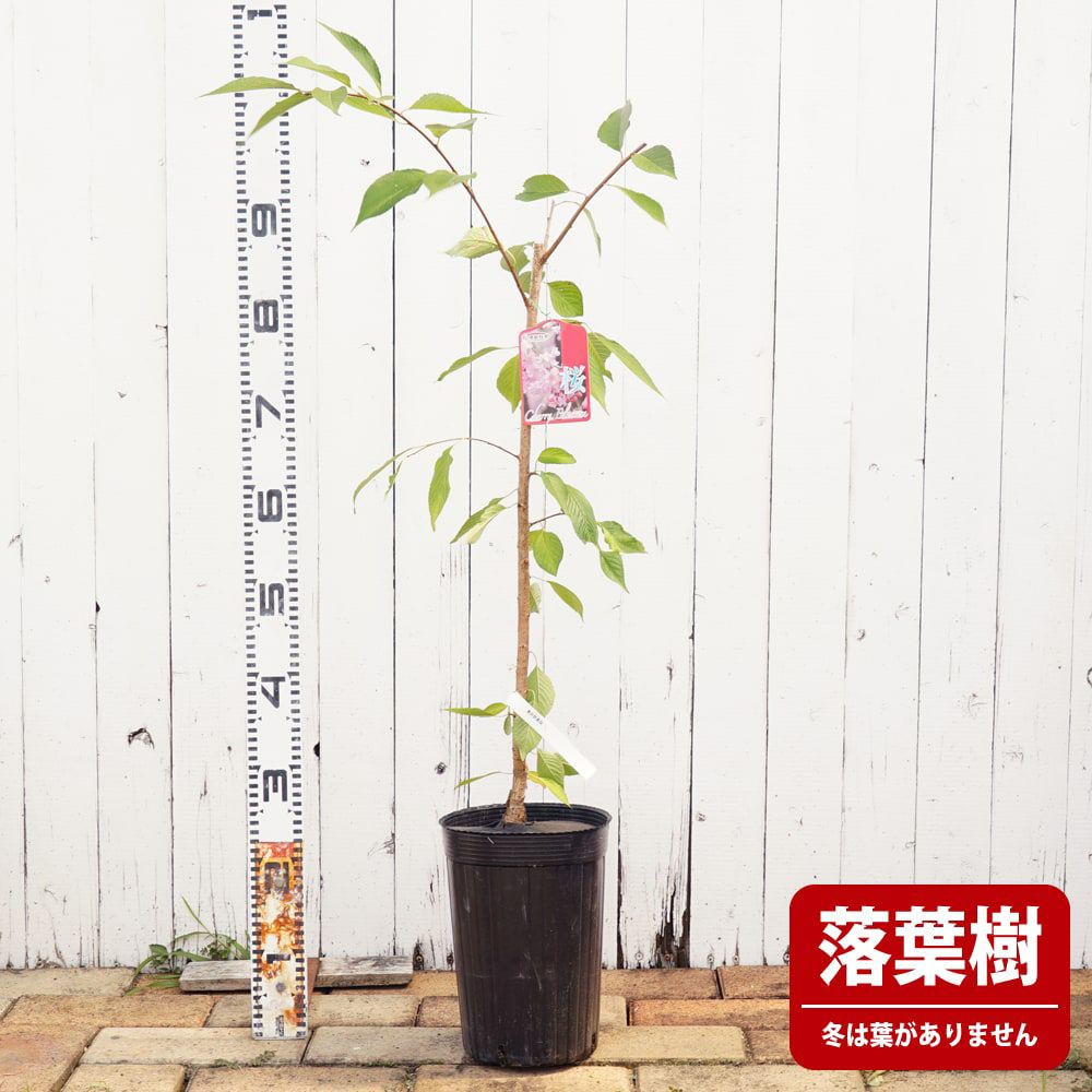 000000091826-02.jpg?size=l&w=