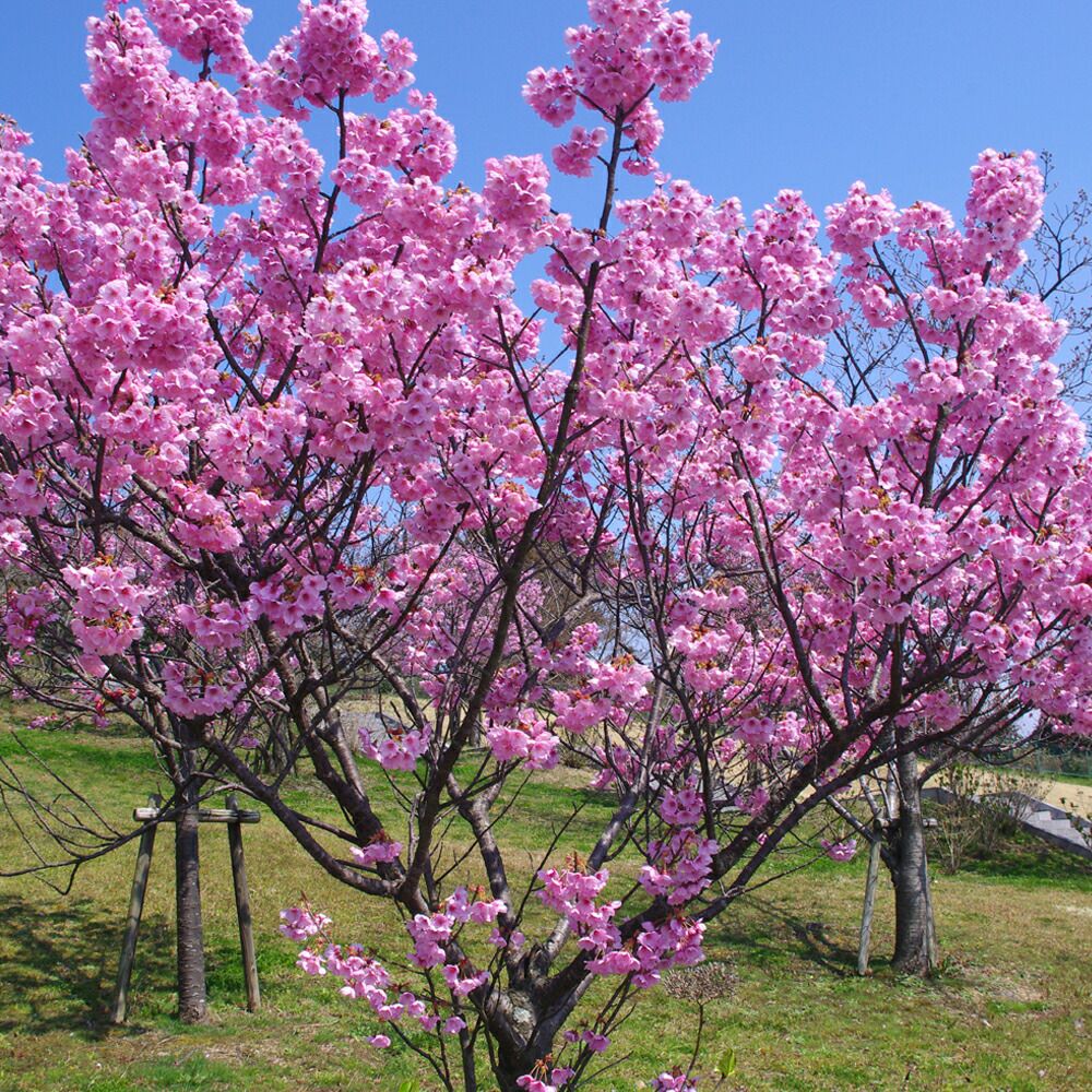 さくら 陽光 早咲き カンザクラ系 苗 おすすめ 苗木部 By 花ひろば