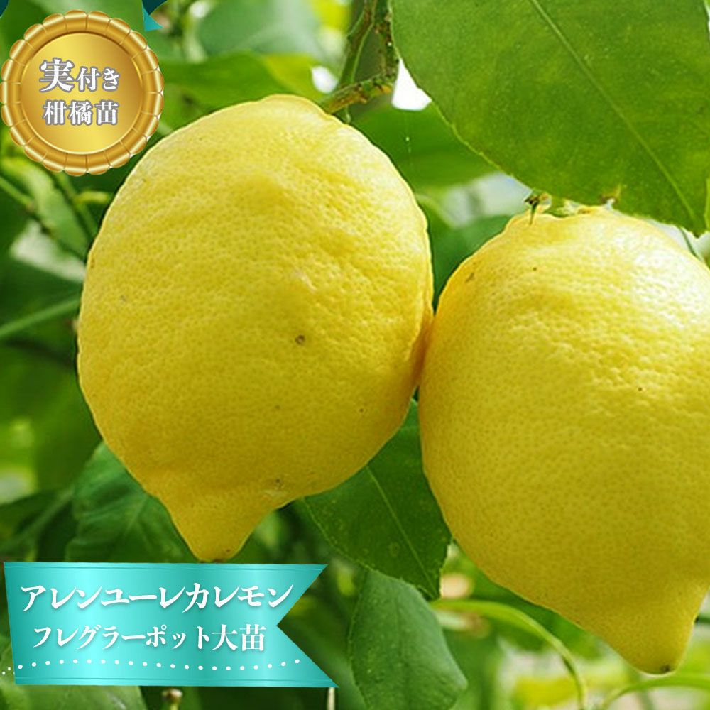 000000092123-01.jpg?size=m&w=