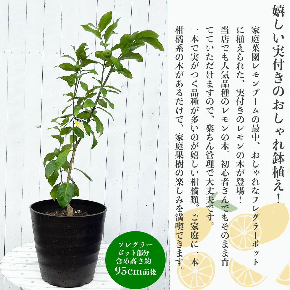 柑橘 レモン アレンユーレカ 苗 植え時期 苗木部 By 花ひろばオンライン