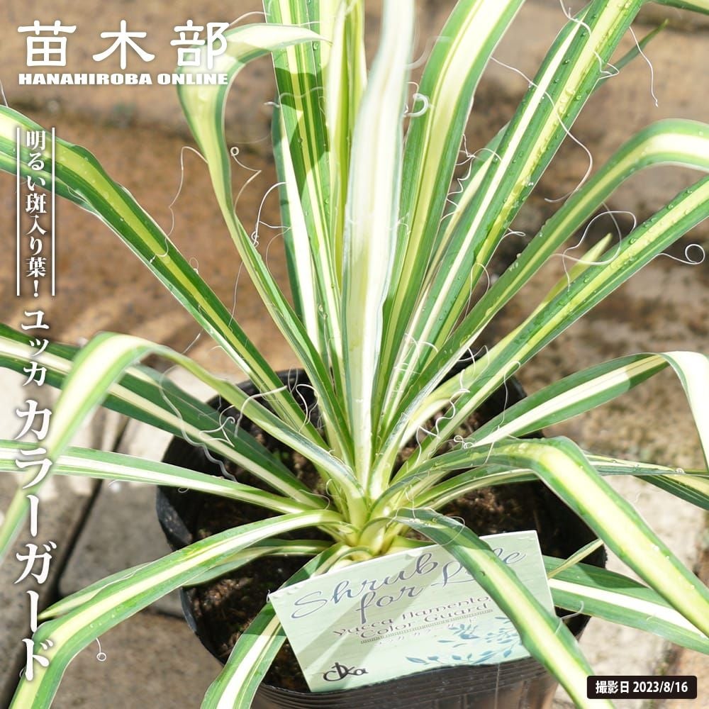 000000092467-01.jpg?size=l&w=