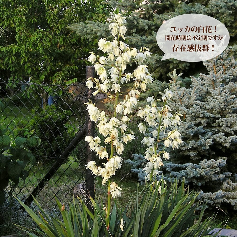 000000092467-04.jpg?size=l&w=