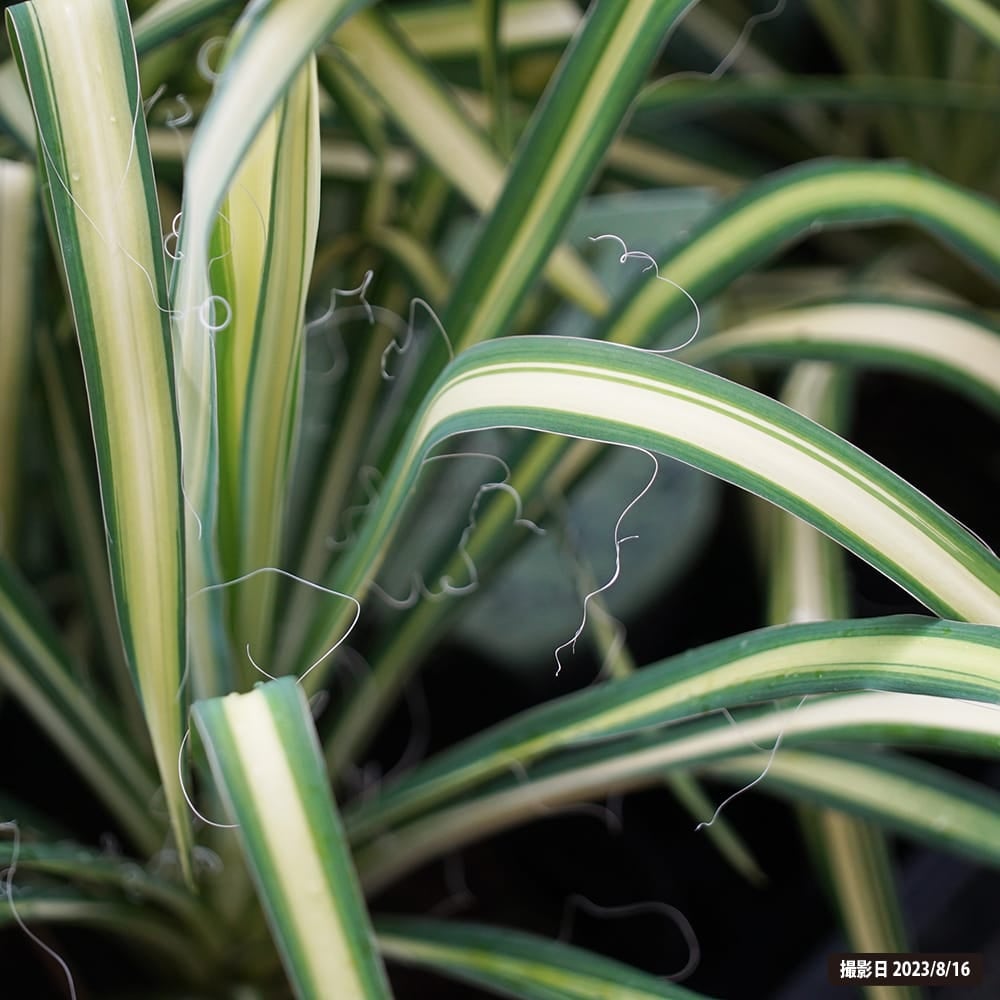 ユッカ フィラメントーザ カラーガードの通販 苗木部 By 花ひろば