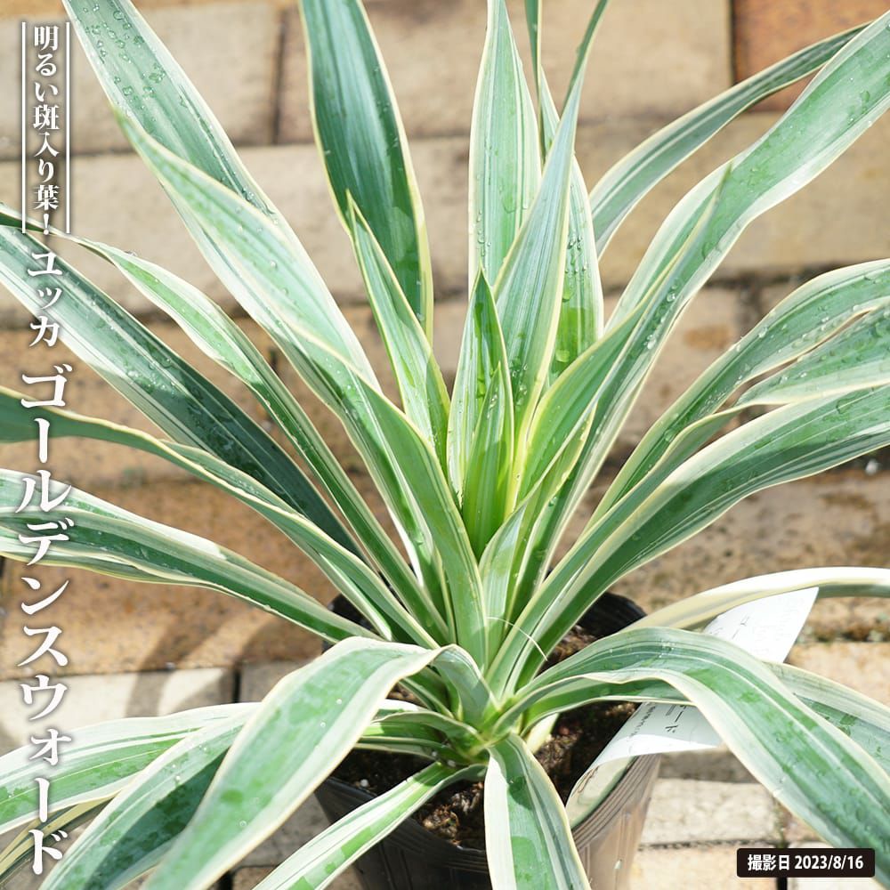 000000092468-01.jpg?size=l&w=