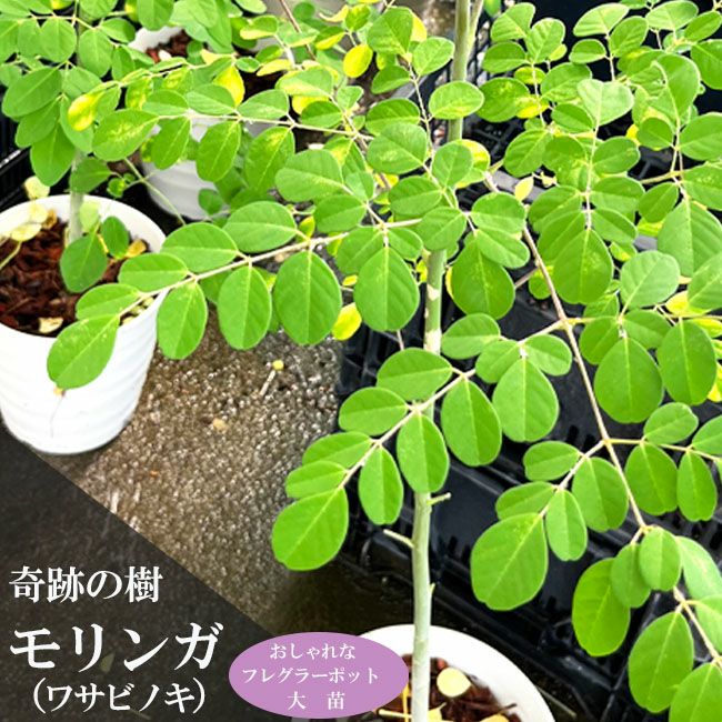 モリンガ 苗 通販 苗木部 By 花ひろばオンライン