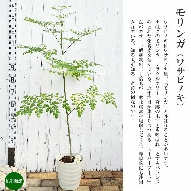 000000092477-03.jpg?size=l&w=