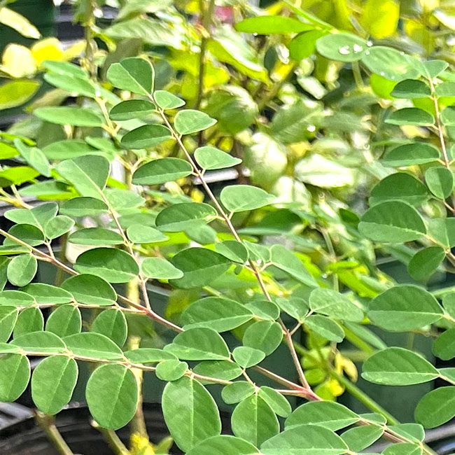 モリンガ 苗 通販 苗木部 By 花ひろばオンライン