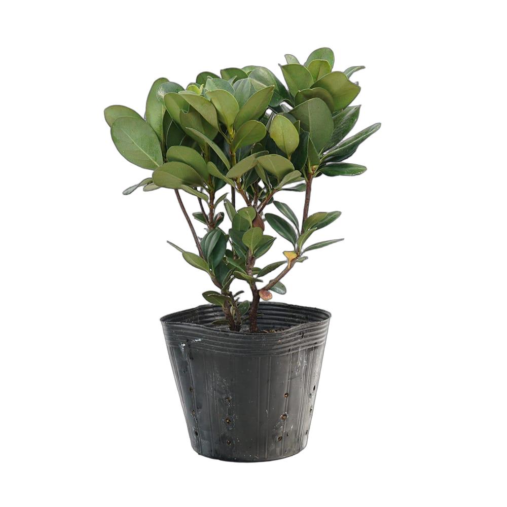 000000092530-04.jpg?size=l&w=