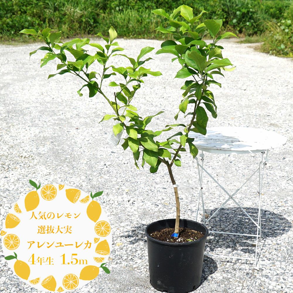 柑橘 レモン 選抜大実アレンユーレカ 苗 植え方 苗木部 By 花ひろば