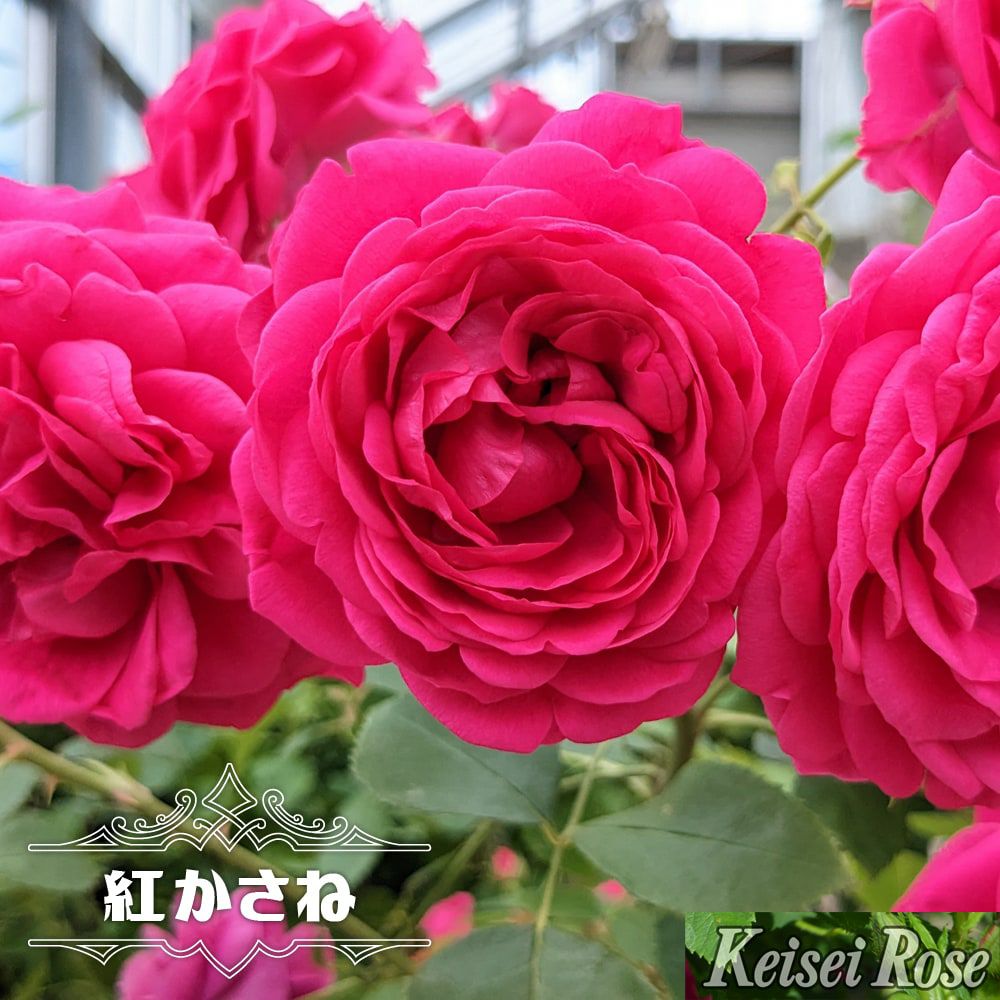 000000092688-01.jpg?size=l&w=