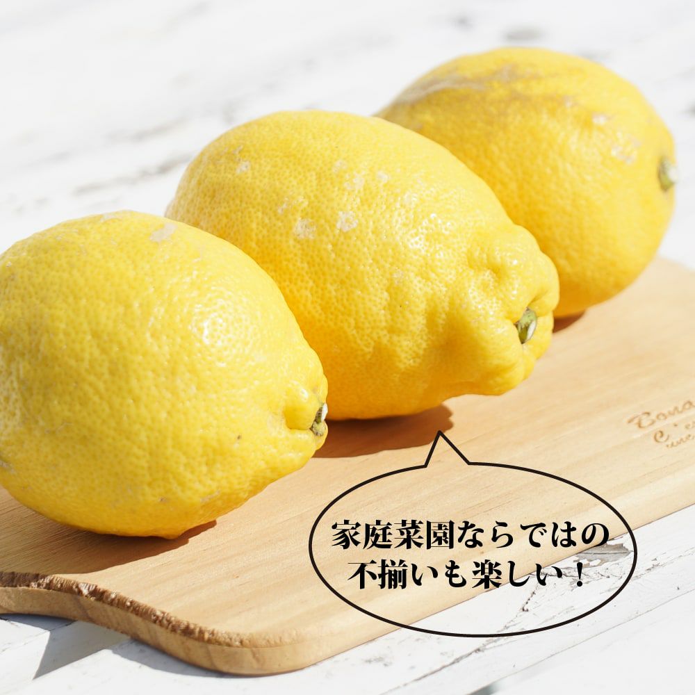 柑橘 レモン アレンユーレカ 苗 通販 おすすめ 苗木部 By 花ひろば