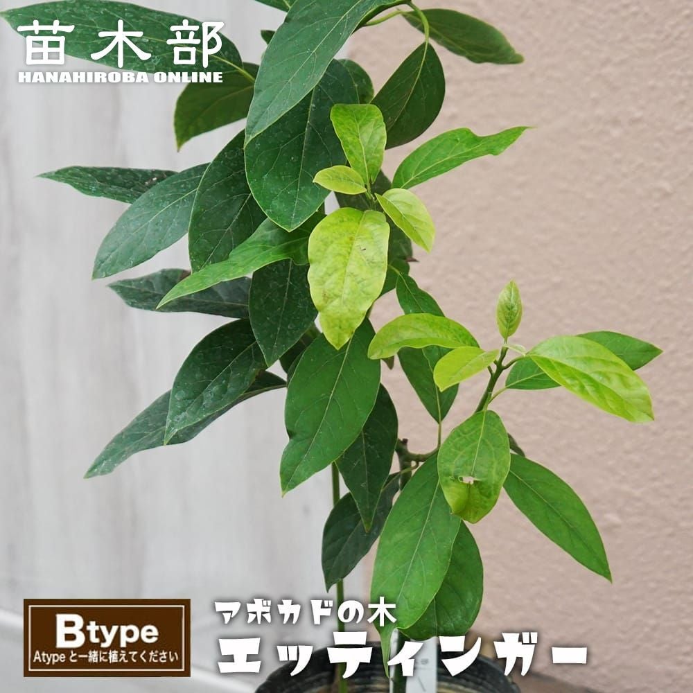 アボカド | 苗木部 本店 By 花ひろばオンライン