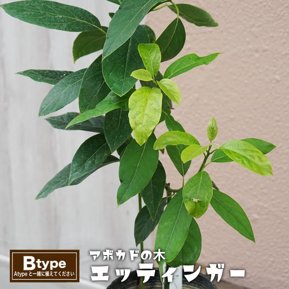 アボカド エッティンガー Aタイプ 苗 販売 苗木部 By 花ひろばオンライン