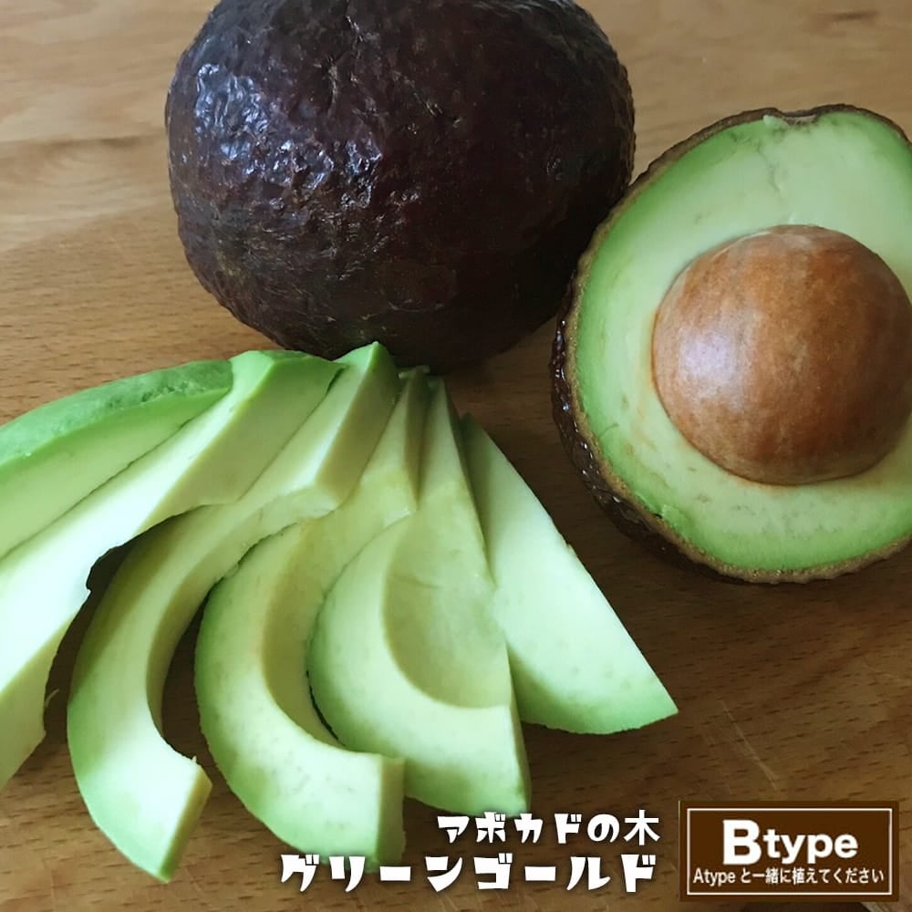 アボカド グリーンゴールド Bタイプ 苗 販売 苗木部 By 花ひろばオンライン