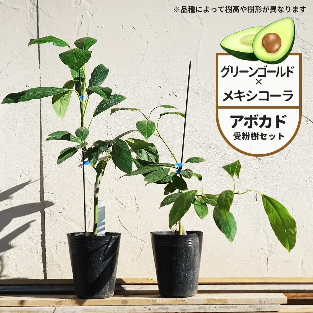 アボカド グリーンゴールドとメキシコーラの受粉樹セット