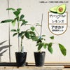 アボカド グリーンゴールドとシモンズの受粉樹セット