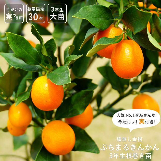 柑橘 きんかん ぷちまる 苗 育て方 苗木部 By 花ひろばオンライン