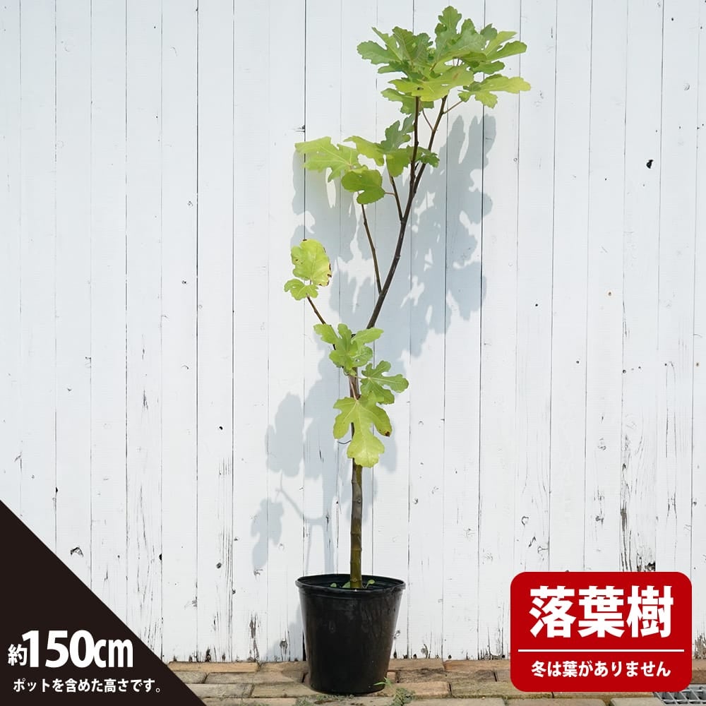 イチジク 秋果専用種 ビオレソリエス 苗 植え時期 苗木部 By 花ひろば