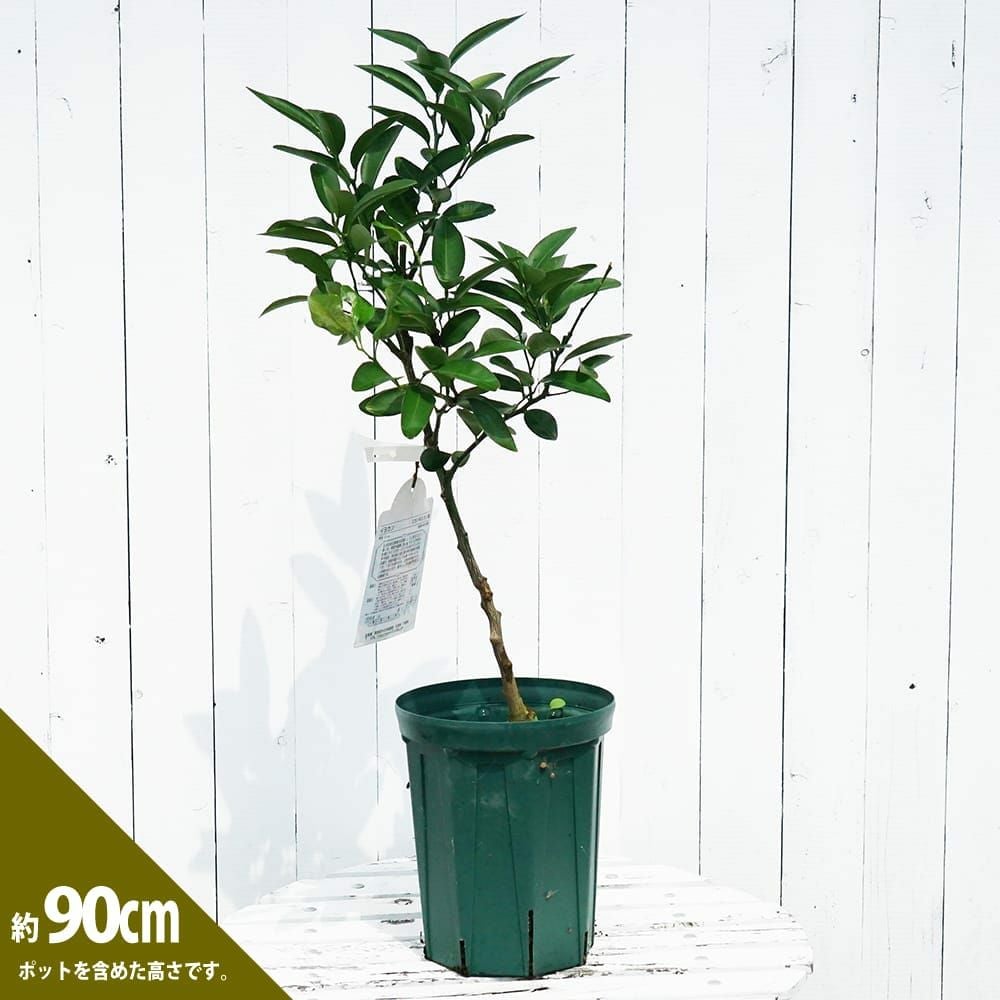 000000093293-03.jpg?size=l&w=