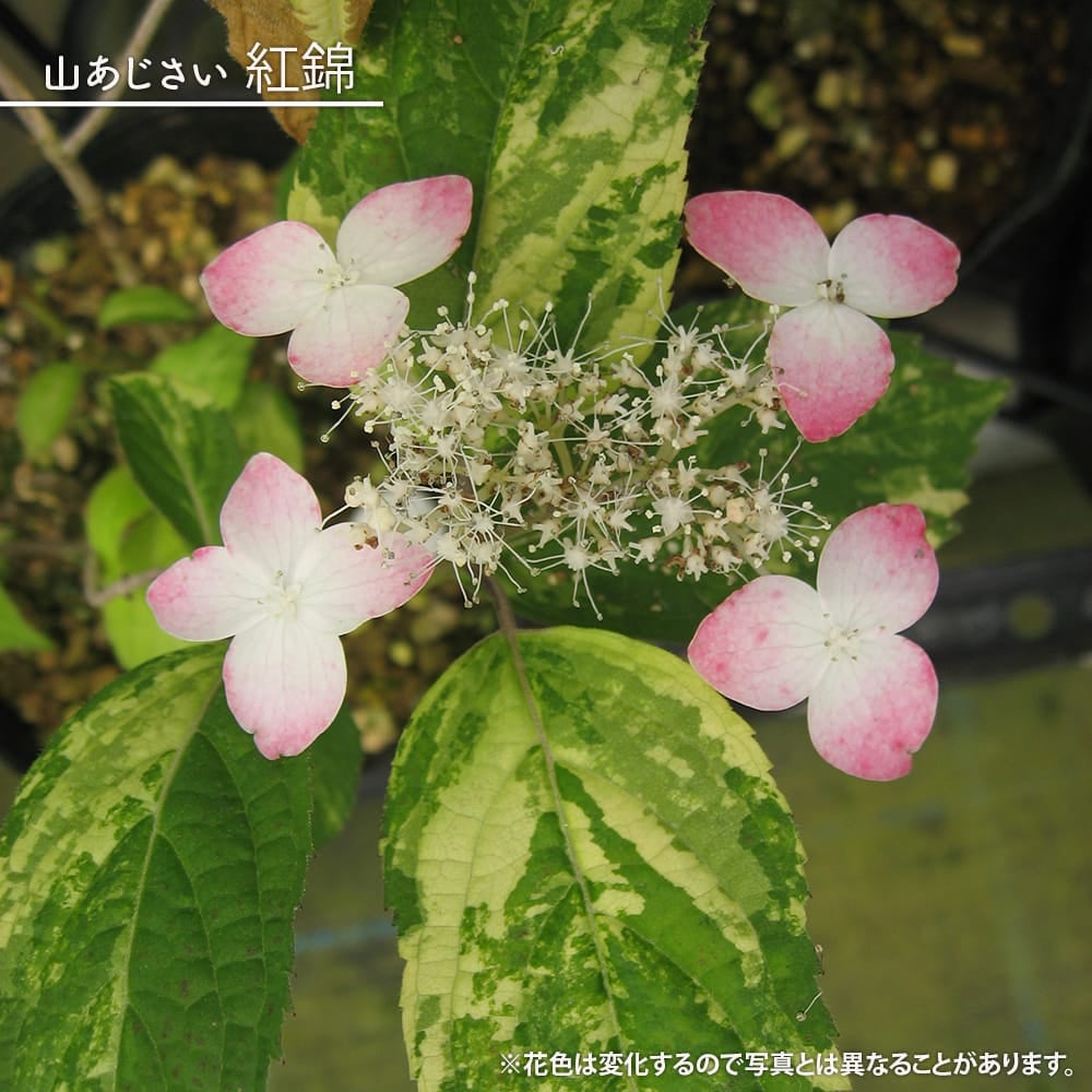 ヤマアジサイ 【虹 （にじ）】 ポット苗 写真ラベルなし | 苗木部 本店