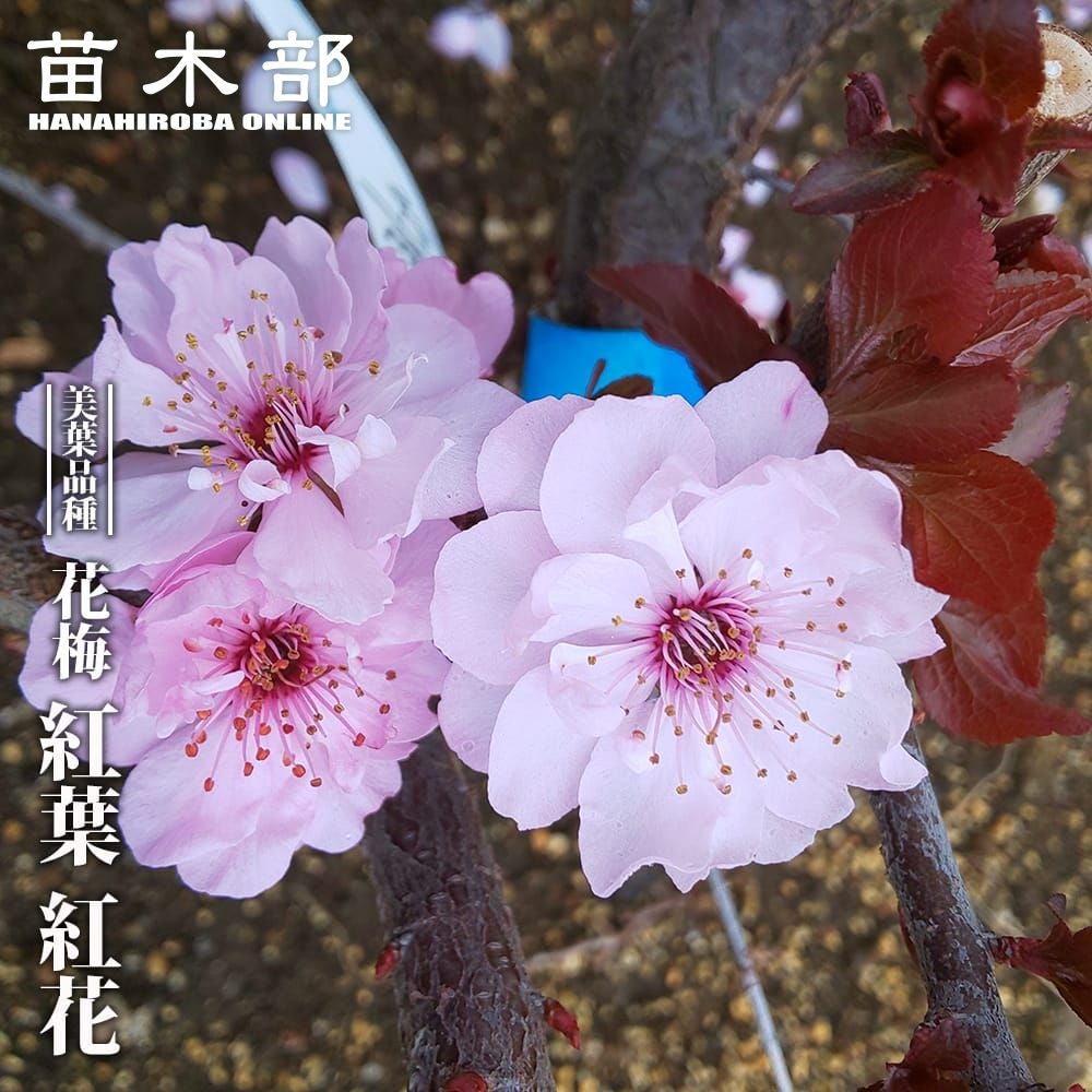 ウメ 鹿児島紅梅 花梅 緋梅系 苗 おすすめ 苗木部 By 花ひろばオンライン