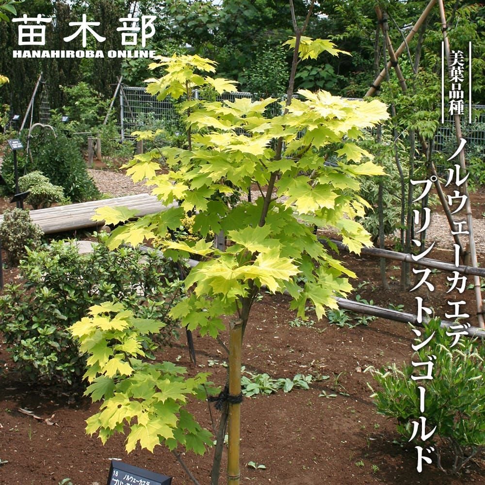 ヤマコウバシ　約１７０センチ ヤマコウバシ 苗 通販 苗木部 By 花ひろばオンライン