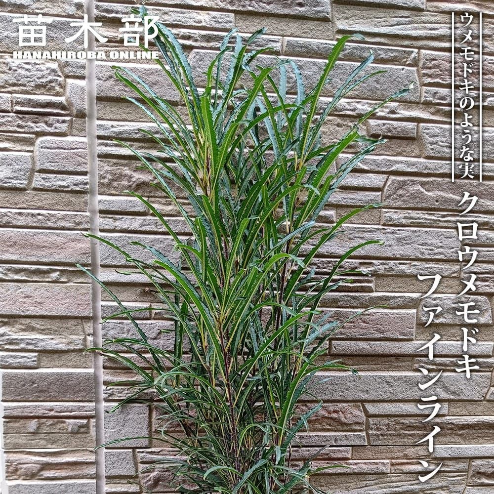 ディクソニア アンタルクティカ 苗 販売 苗木部 By 花ひろばオンライン