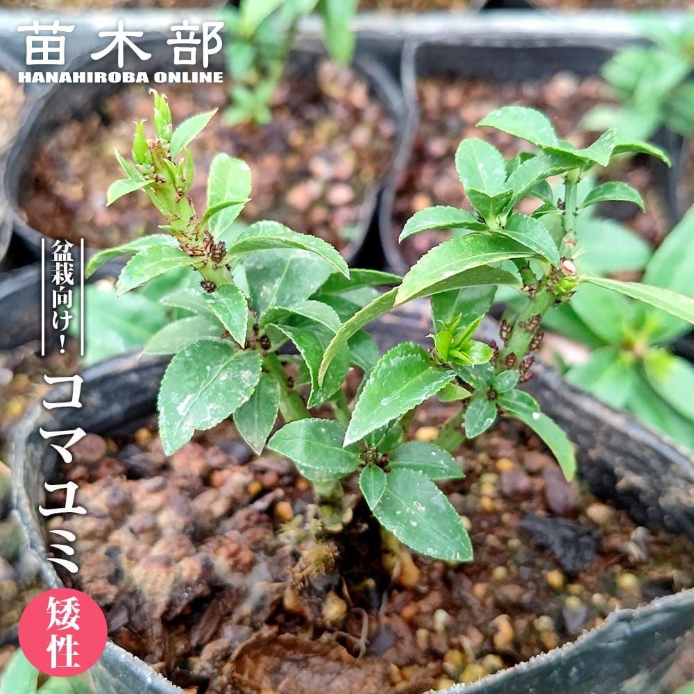 ベニカナメ 西洋 斑入 苗 販売 苗木部 By 花ひろばオンライン