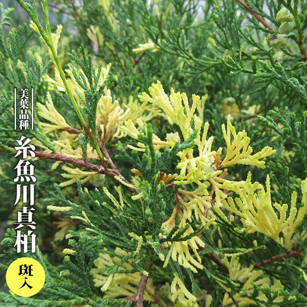 000000093388-01.jpg?size=l&w=