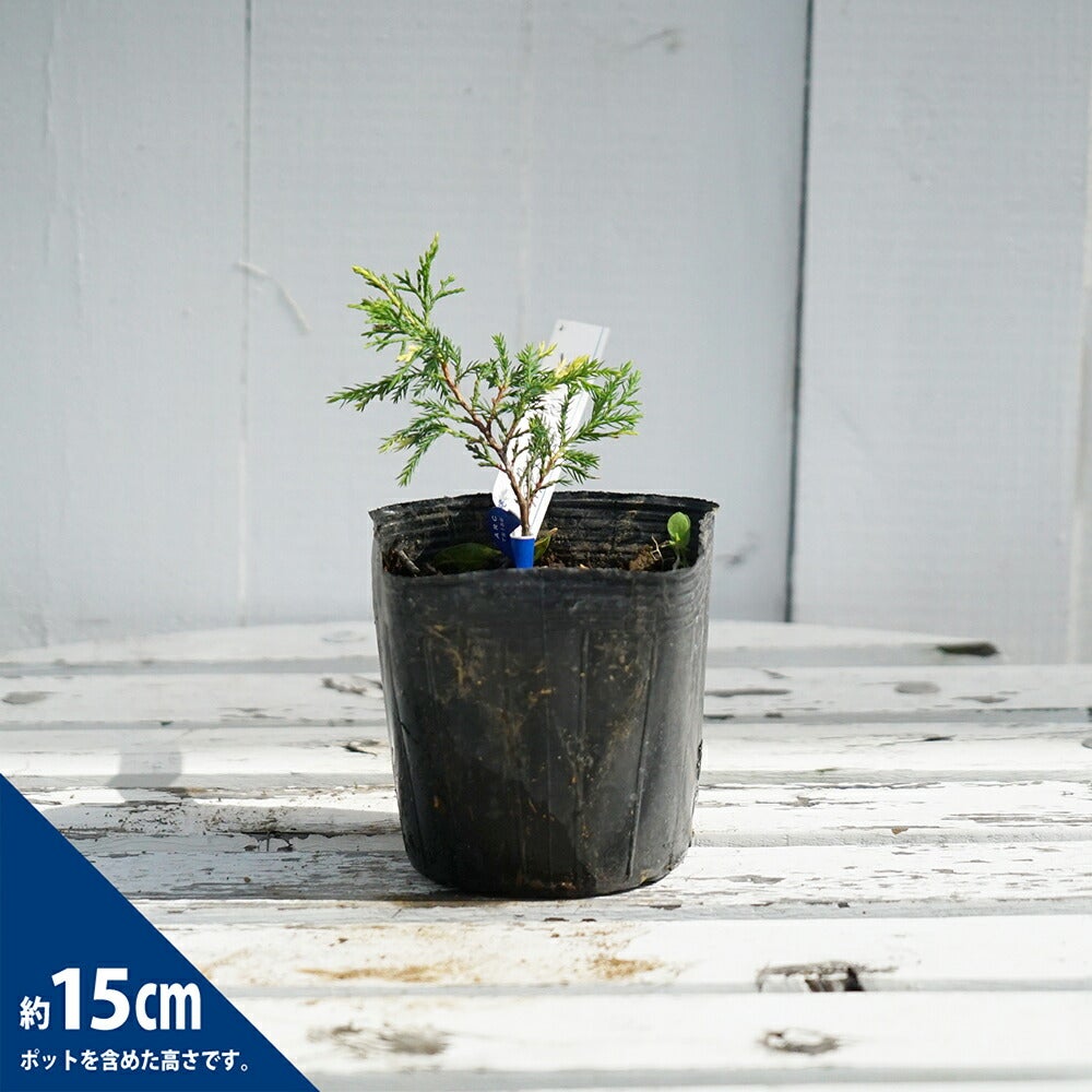 000000093388-02.jpg?size=l&w=