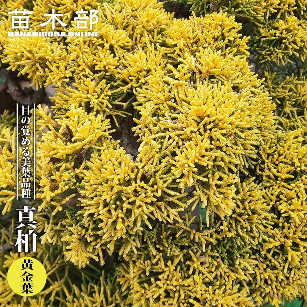 000000093389-01.jpg?size=l&w=