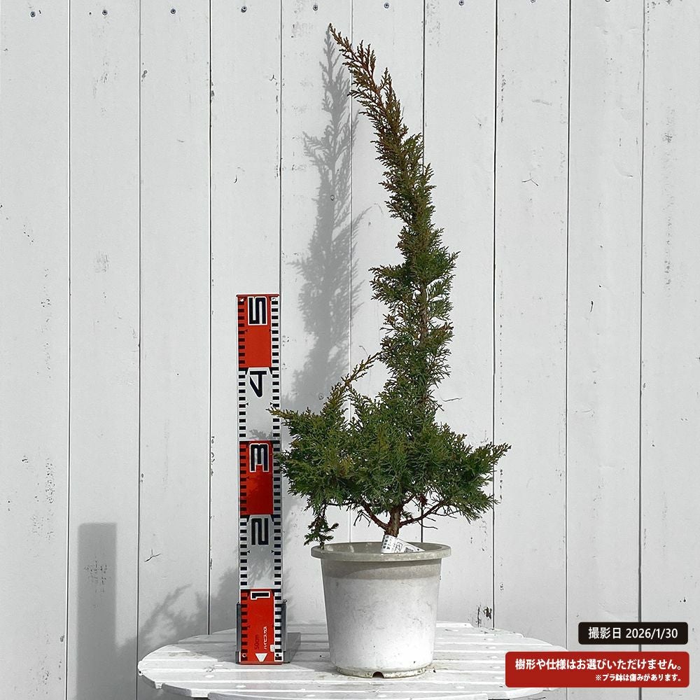 シンパク 黄金葉の通販 苗木部 By 花ひろばオンライン