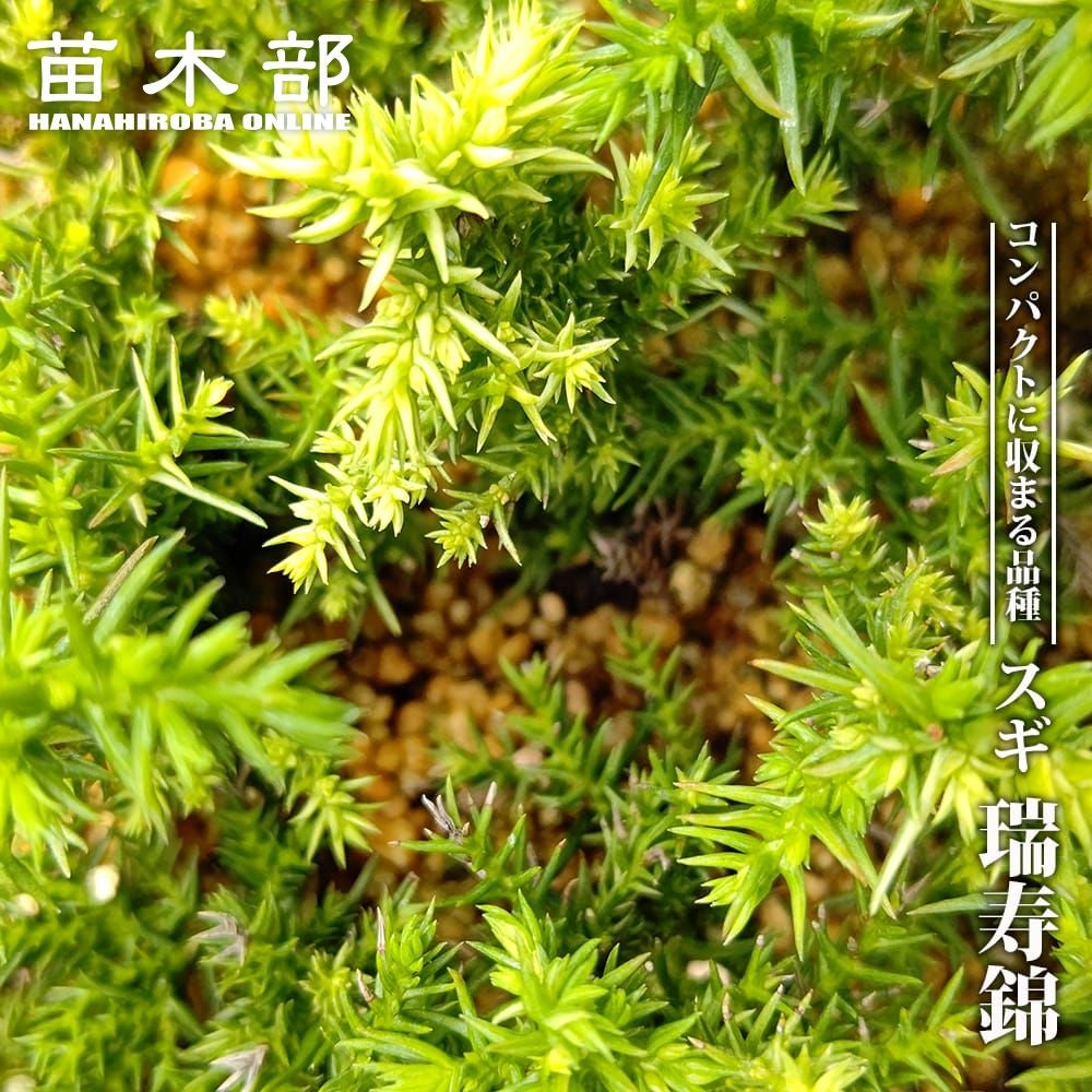 000000093390-01.jpg?size=m&w=